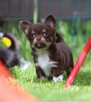 Chihuahua nugatti
