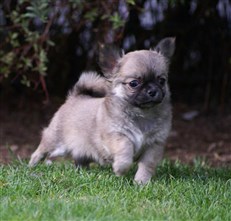 Chihuahua prinsesse