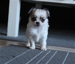 Chihuahua Bindi